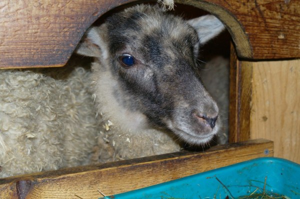 мини-зоопарк