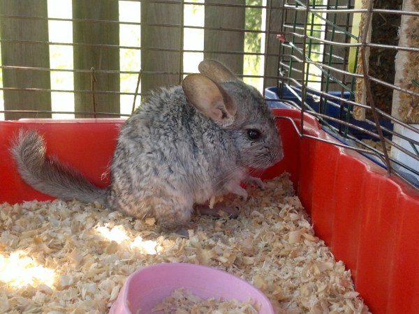 мини-зоопарк