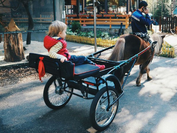 катание на пони в повозке