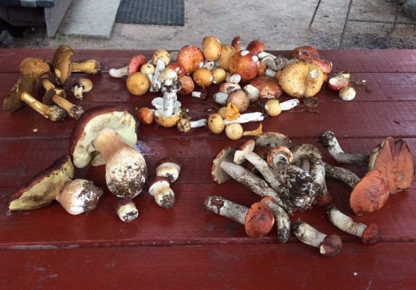 сбор грибов