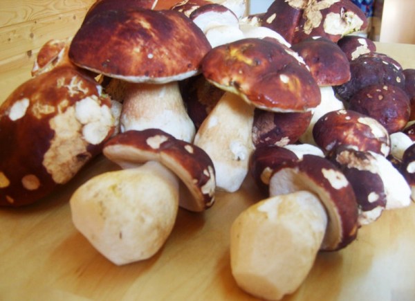 сбор грибов