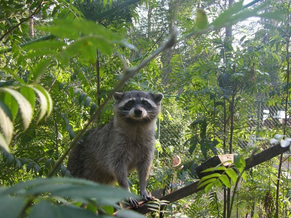 мини-зоопарк