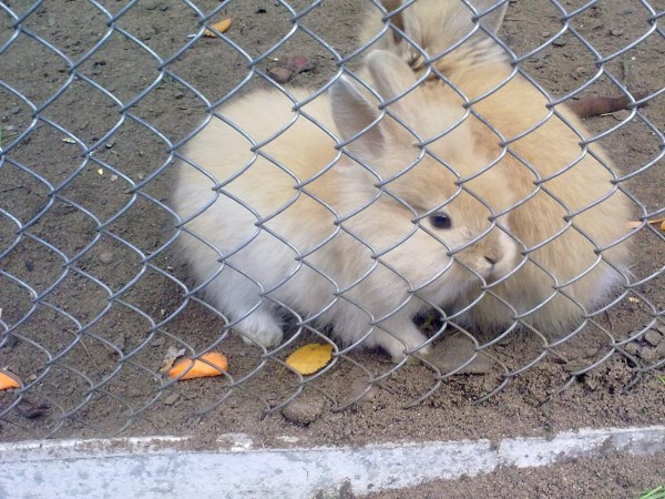 мини-зоопарк