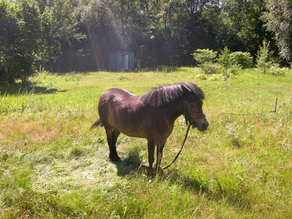 мини-зоопарк