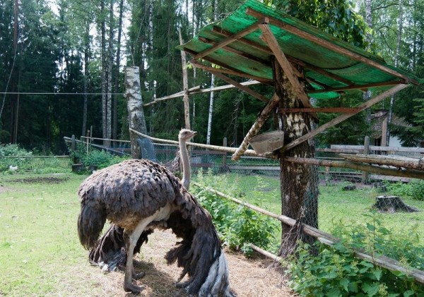 мини-зоопарк