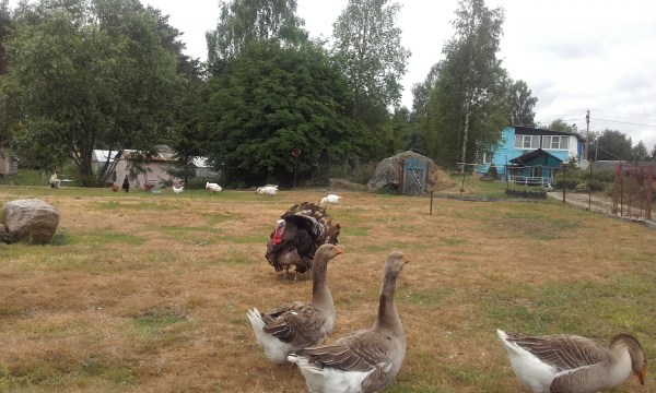 территория