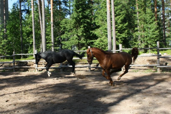 конный клуб