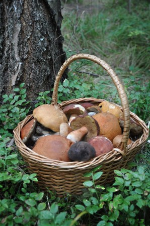 сбор грибов