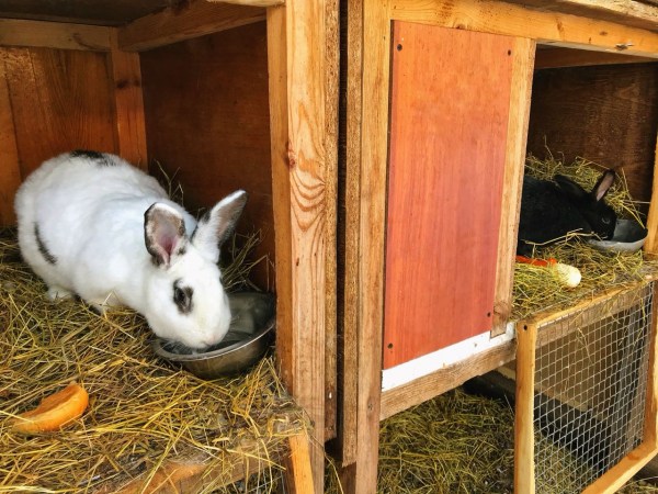 контактный зоопарк