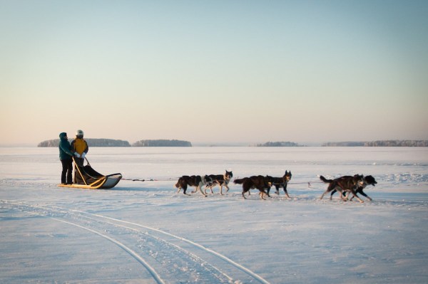 сафари на собачьих упряжках