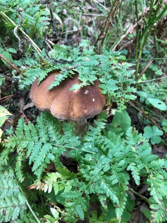 База отдыха Рыбная слобода