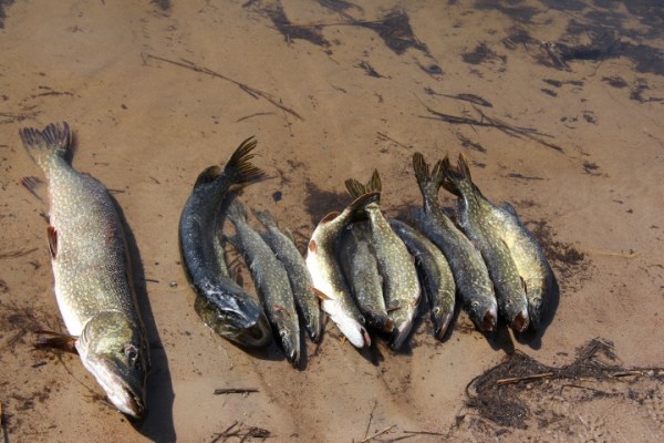 Рыбачий берег