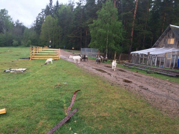 территория