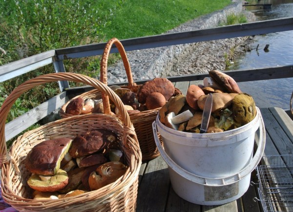 сбор грибов